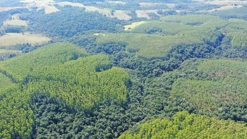 Préservation de forêt native au Brésil