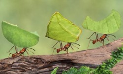 Contrôle des Fourmis