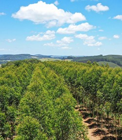 Investir dans le bois à l'étranger