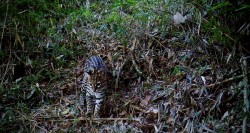 Faune présente dans les forêts SLB