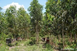 Amazonia deforestation and industrial plantation