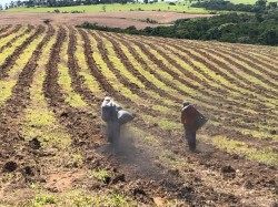 Biochar plantation