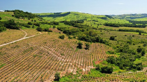 Ferme_foret_plantee_Bresil_SLB