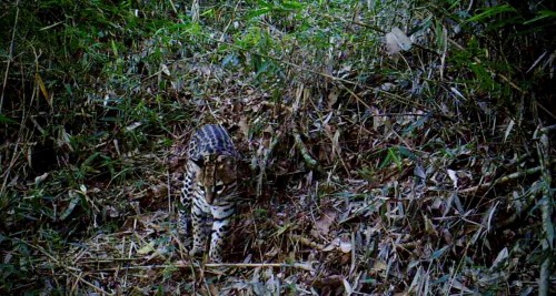 Wildlife in SLB forests