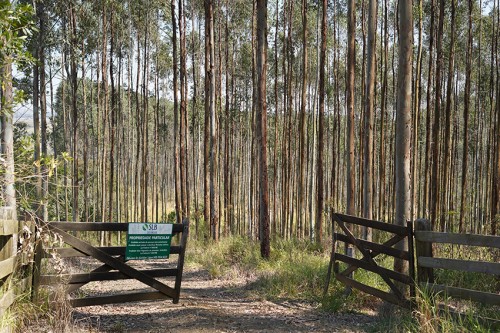 Fazenda SANTA RITA