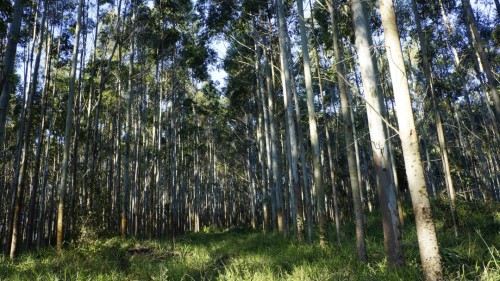 Fazenda Sete Copas